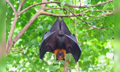 Idoso leva susto ao acordar com morcego mordendo seu pescoço