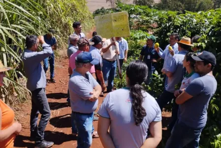 Mudas do IPR Luz da Manhã foram entregues para produtores