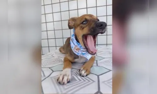 Mulher abandona filhote porque ele 