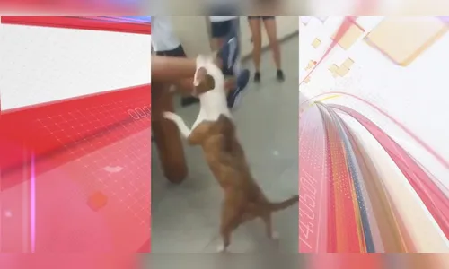 Vídeo: cachorro invade escola e ataca crianças no Rio de Janeiro