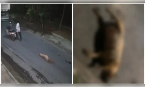 Homens amarram cadela em moto e a arrastam em rua; animal morreu