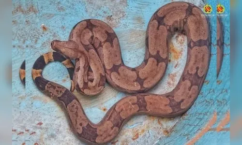 Vídeo: Jiboia de 1,5 metro é encontrada dentro de tambor na rua
