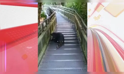 Turista inusitado: jacaré é flagrado passeando nas Cataratas do Iguaçu