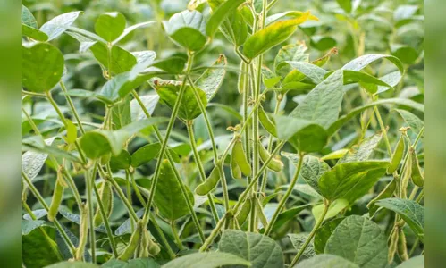 IDR-Paraná lança novos aplicativos para a agropecuária na ExpoLondrina