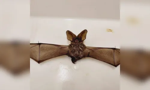 Terceiro caso de raiva em morcegos é detectado em Campo Largo