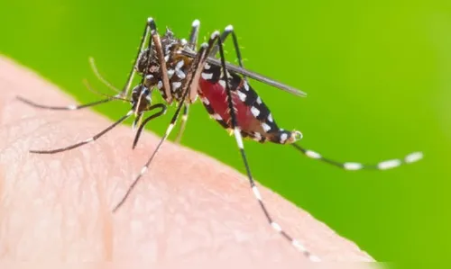 Novo boletim confirma mais 2,9 mil casos e um óbito por dengue