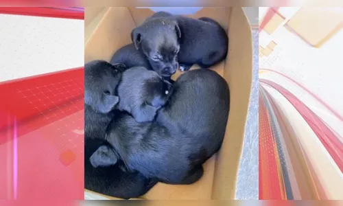 Abandono de filhotes em hospital veterinário é esclarecido; confira