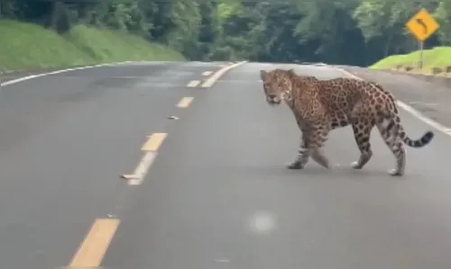 Onça-pintada é flagrada passeando tranquilamente em rodovia do Paraná