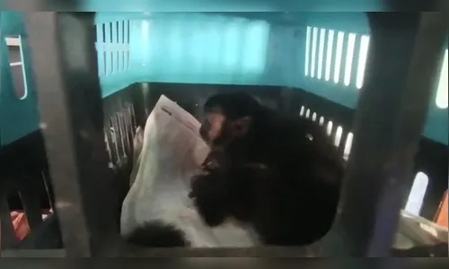 Macaco-prego é resgatado após sofrer choque elétrico em Apucarana