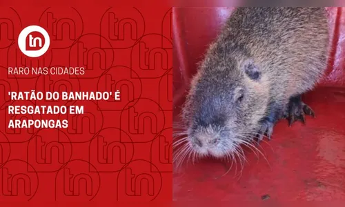 Raro nas cidades: 'Ratão do Banhado' é resgatado em Arapongas