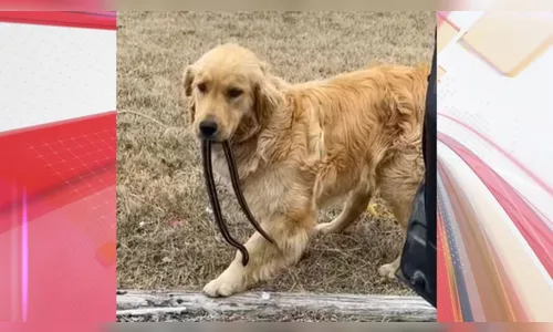 Filhote de Golden viraliza após 