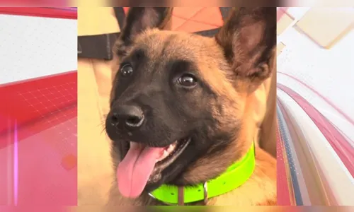 Vídeo: conheça Sky, a nova 'integrante' dos Bombeiros de Cascavel