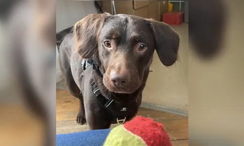 Labrador viciado em álcool recebe tratamento para dependência