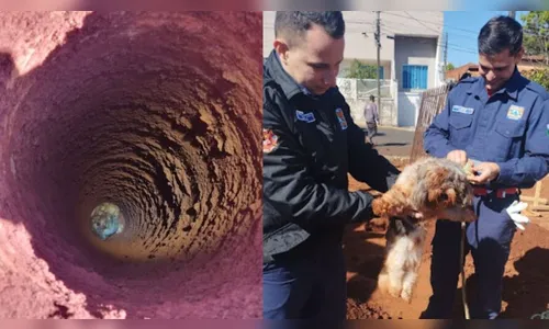 Cachorro é resgatado após cair em buraco de 4 metros em obra