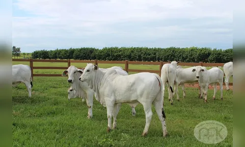 PM é acionada após bezerros nelore serem furtados no Vale do Ivaí