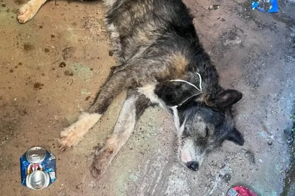 Agora, o animal está internado em estado grave
