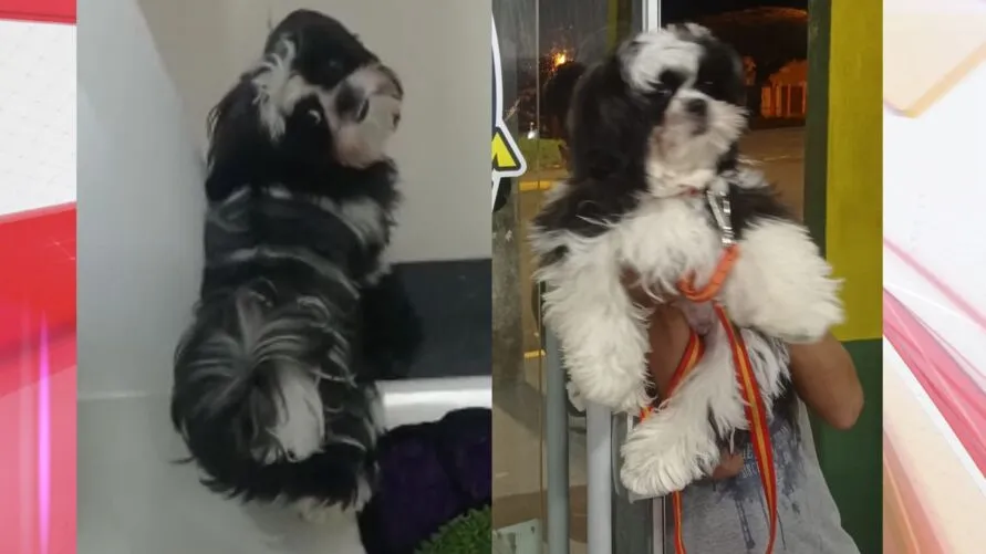 Simba está desaparecido em Apucarana