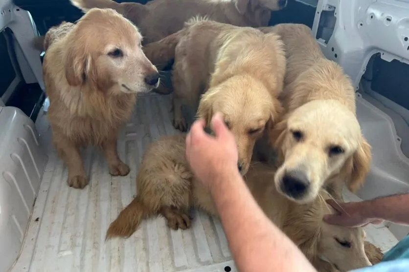 Alguns dos cachorros apresentavam claros sinais de desnutrição e problemas de pele