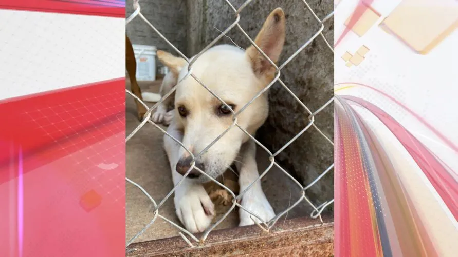 Animal estava solto no centro da cidade e ganhou um novo tutor