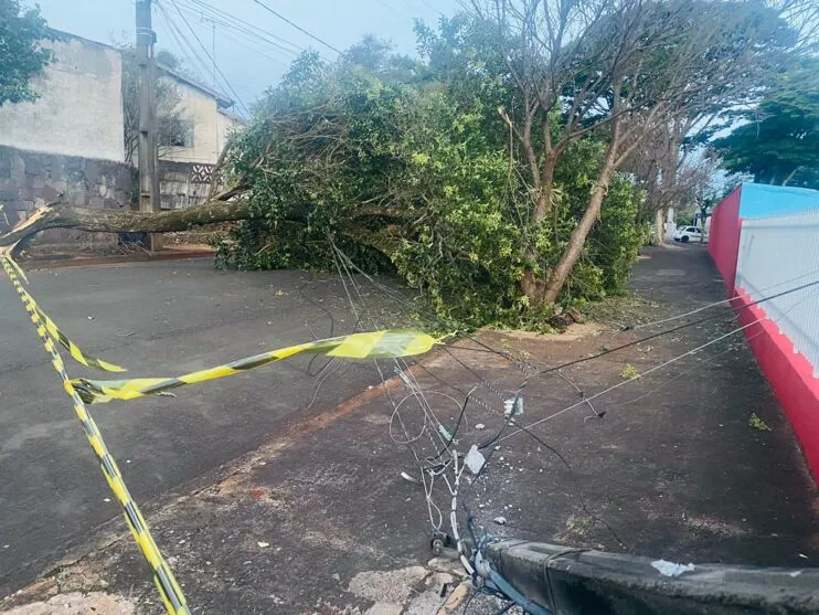 Árvore caiu na Vila Martins, em Apucarana