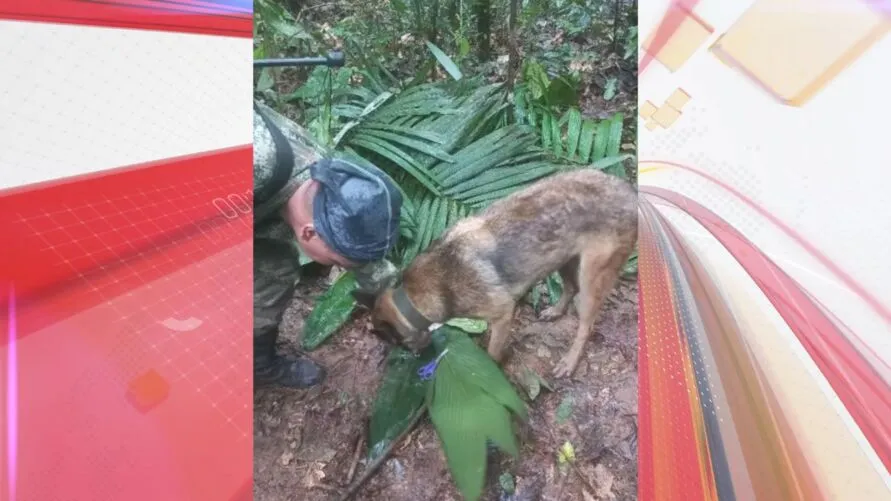 Equipes de resgate, apoiadas por cães de busca encontraram frutas descartadas pelas crianças