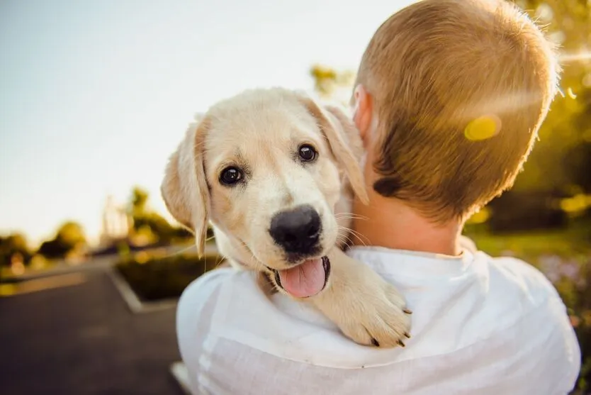 O cachorrinho chamado Ace desapareceu