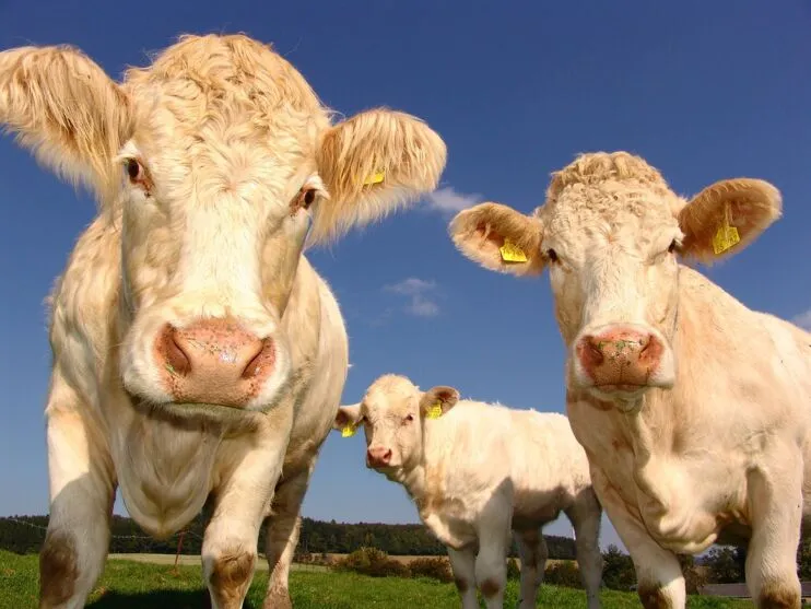 Todos os animais possuem as marcas VRM e FAM