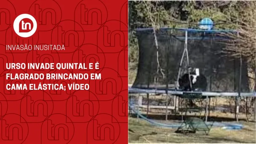 Urso invade quintal e é flagrado brincando em cama elástica