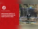 Urso invade quintal e é flagrado brincando em cama elástica