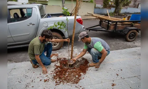Apucarana reforça arborização urbana com árvores nativas e ornamentais