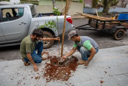 A arborização das ruas está sendo ampliada