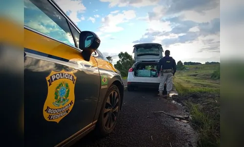 PRF prende casal com meia tonelada de maconha no PR; vídeo