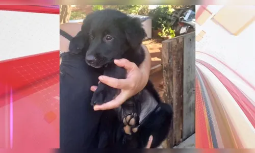 Cachorra que fugiu no bairro da Igrejinha é encontrada em Apucarana