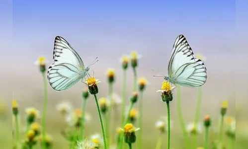 A influência da natureza agregada ao Feng Shui