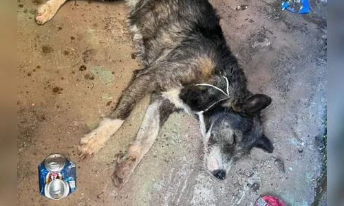 Homem tenta matar cachorra com machadinha para comer o animal