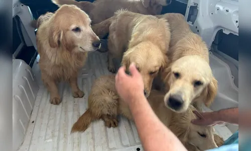 Polícia Civil resgata 28 cães em situação de maus-tratos no Paraná