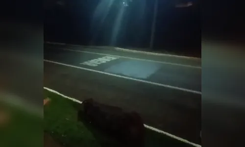 Capivara morre após ser atropelada no entorno do Lago Jaboti; veja