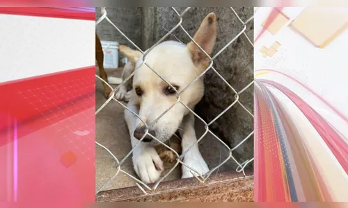 GM de Arapongas notifica dois casos de maus-tratos a animais