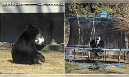 Urso invade quintal e é flagrado brincando em cama elástica; vídeo