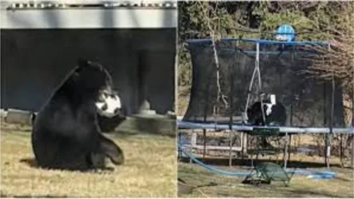 Após se cansar da diversão, o animal seguiu seu caminho