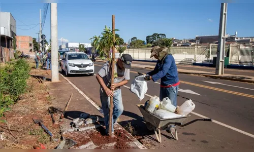 Bairros de Apucarana ganham 800 novas árvores