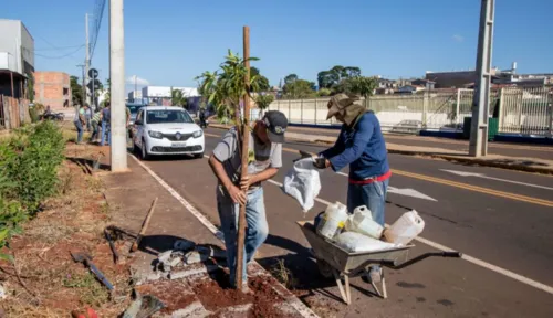 Arborização está sendo finalizada na Avenida Central do Paraná