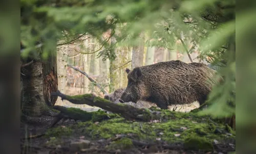 Homem morre após levar tiro acidental durante caçada a javali
