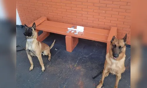 Cães de faro encontram maconha e jovem é preso em Apucarana
