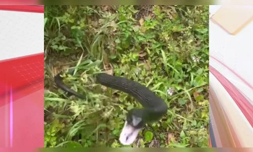 Cobra surpreende cinegrafista e dá bote durante gravação