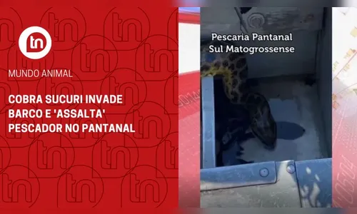 Cobra sucuri invade barco e 'assalta' pescador no Pantanal