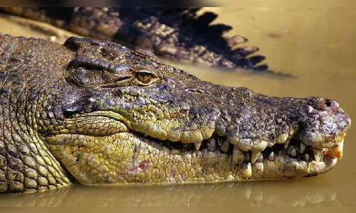 Corpo de pescador desaparecido é encontrado dentro de crocodilo