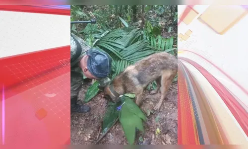 Crianças e bebê são encontrados na mata 17 dias após acidente de avião