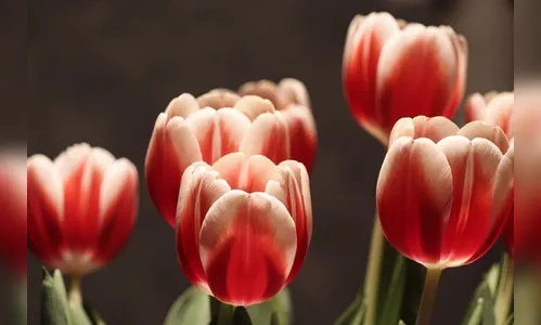 Jardim de inverno: descubra os benefícios e como elaborar o seu