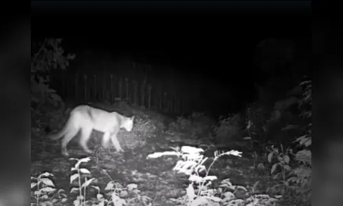 Onça-parda é avistada na Zona Rural de Apucarana; veja